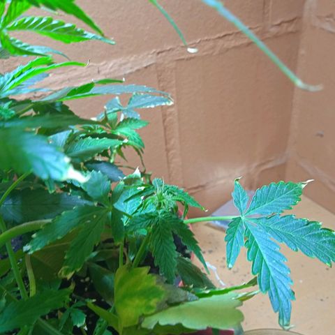 Quick One growlog timeline photo
