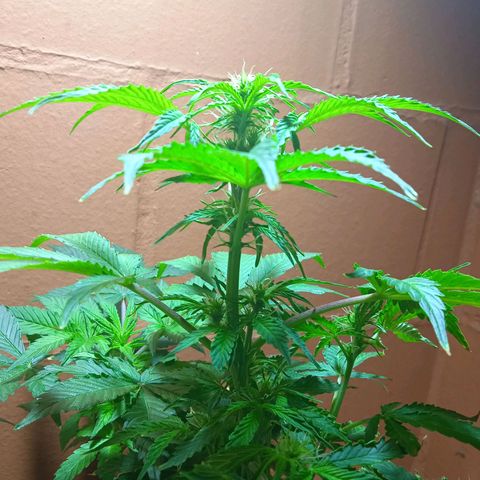 Quick One growlog timeline photo
