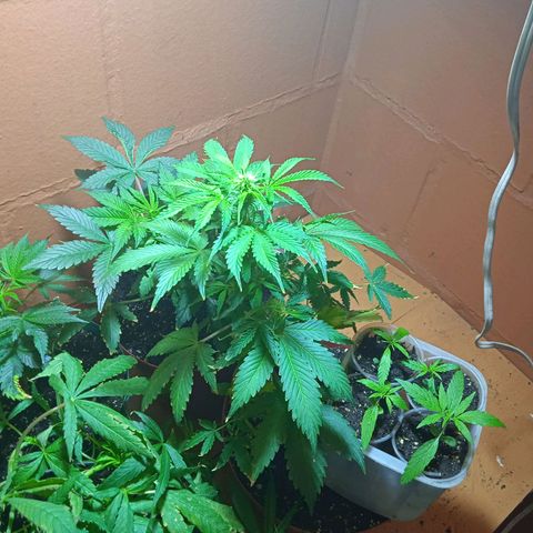 Quick One growlog timeline photo