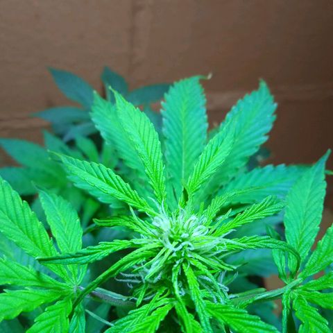 Quick One growlog timeline photo
