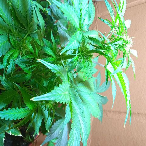 Quick One growlog timeline photo