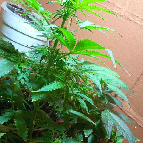 Quick One growlog timeline photo