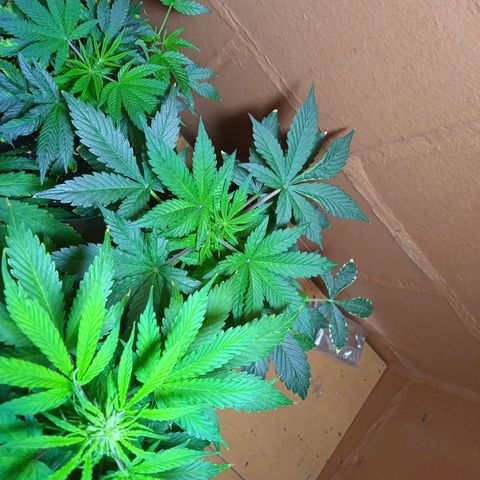 Quick One growlog timeline photo