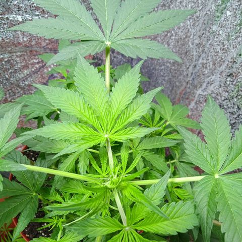Quick One growlog timeline photo