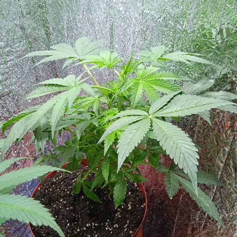 Quick One growlog timeline photo
