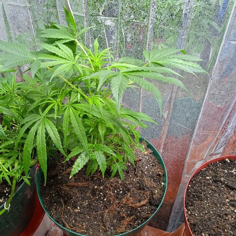 Quick One growlog timeline photo