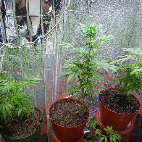 Quick One growlog timeline photo