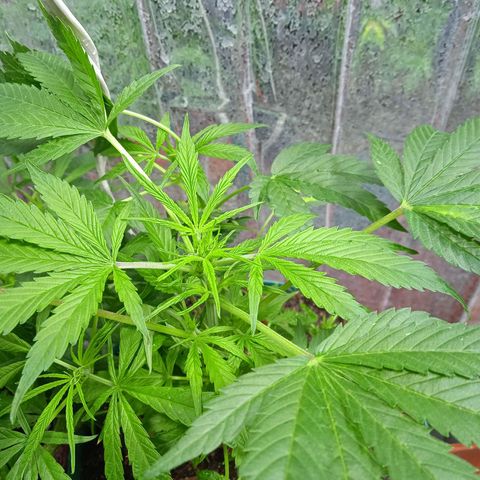 Quick One growlog timeline photo