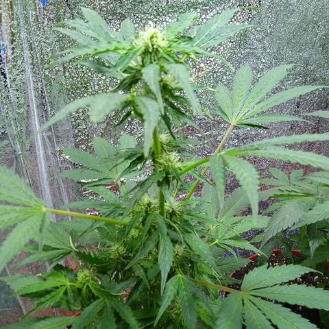 Quick One growlog timeline photo