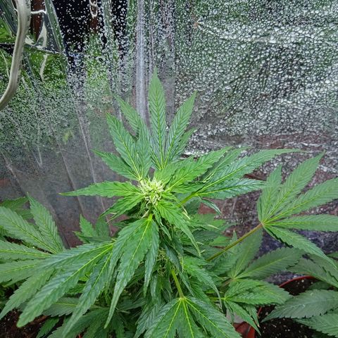 Quick One growlog timeline photo