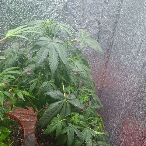 Quick One growlog timeline photo