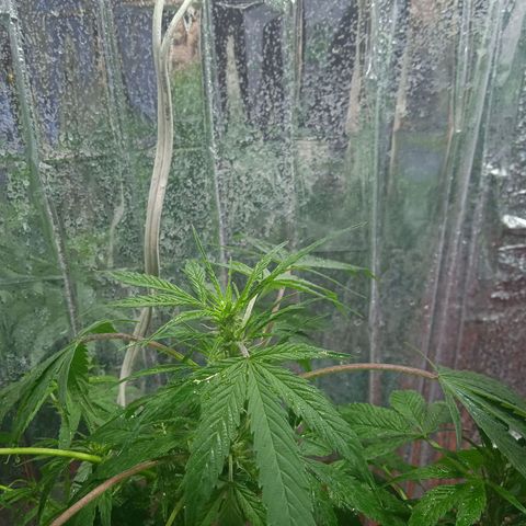 Quick One growlog timeline photo