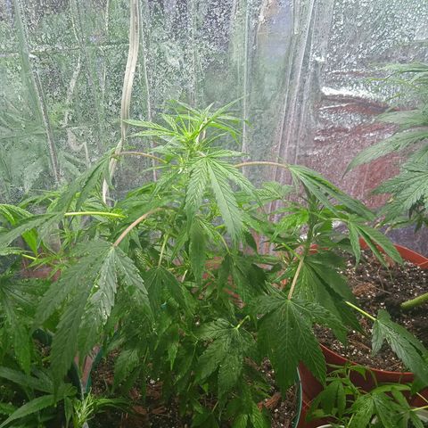 Quick One growlog timeline photo