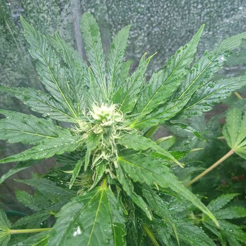 Quick One growlog timeline photo