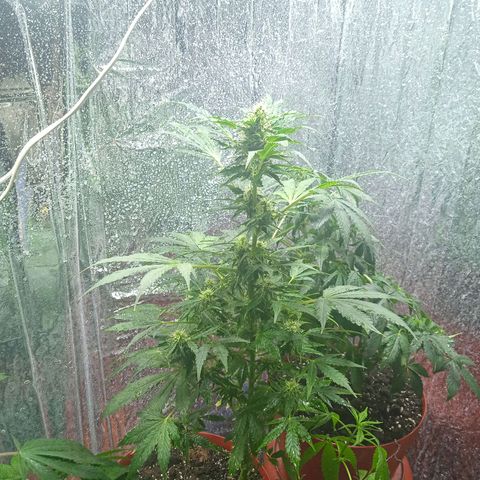 Quick One growlog timeline photo