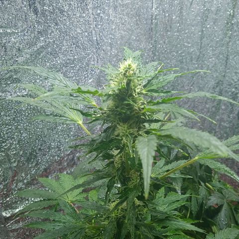 Quick One growlog timeline photo