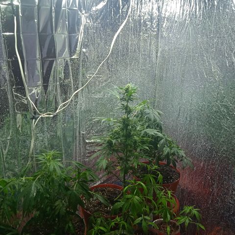 Quick One growlog timeline photo