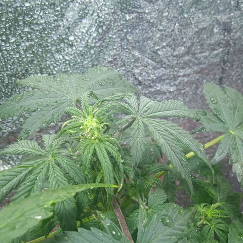 Quick One growlog timeline photo