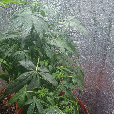 Quick One growlog timeline photo