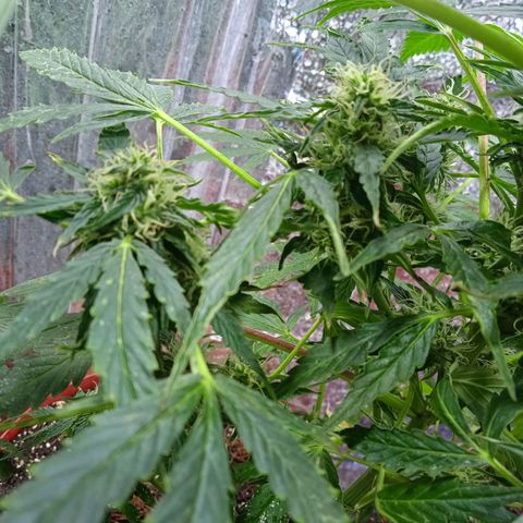 Quick One growlog timeline photo