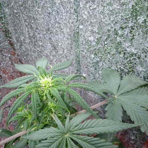 Quick One growlog timeline photo