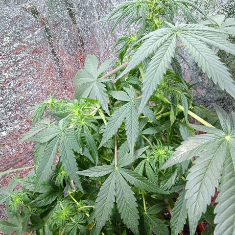 Quick One growlog timeline photo
