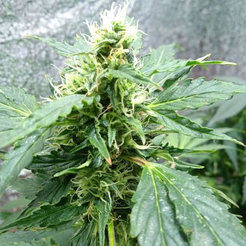 Quick One growlog timeline photo