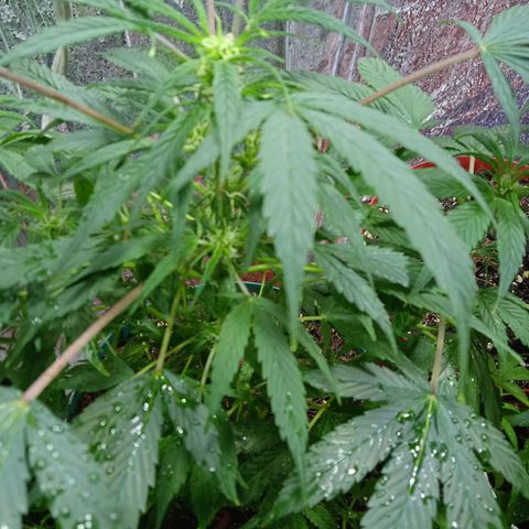 Quick One growlog timeline photo