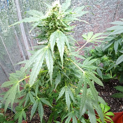 Quick One growlog timeline photo