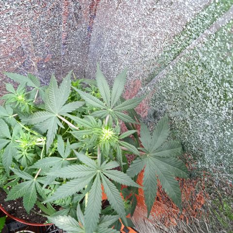 Quick One growlog timeline photo