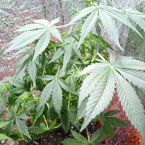 Quick One growlog timeline photo