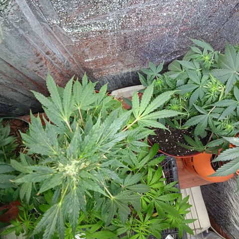 Quick One growlog timeline photo