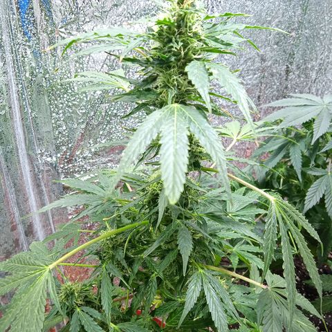 Quick One growlog timeline photo
