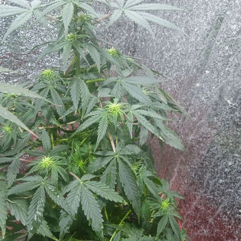 Quick One growlog timeline photo