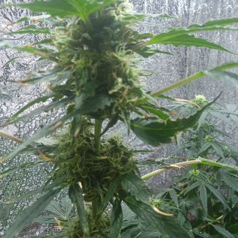 Quick One growlog timeline photo
