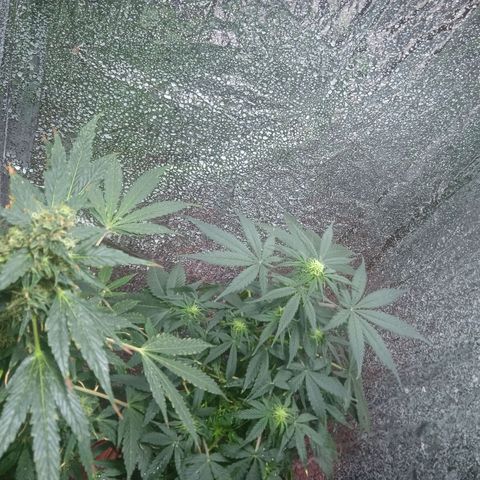 Quick One growlog timeline photo