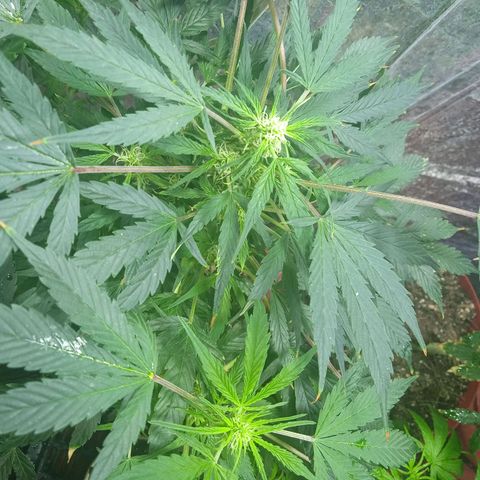 Quick One growlog timeline photo