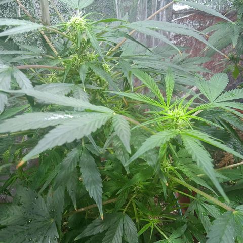 Quick One growlog timeline photo