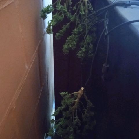 Quick One growlog timeline photo