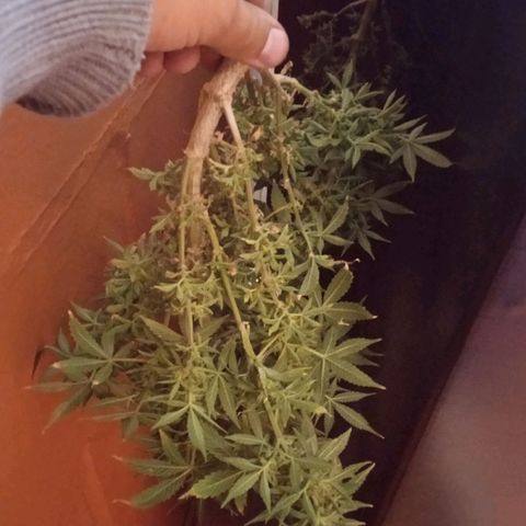 Quick One growlog timeline photo