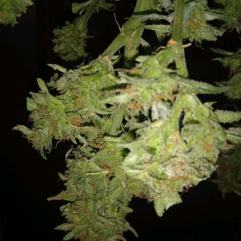 Quick One growlog timeline photo
