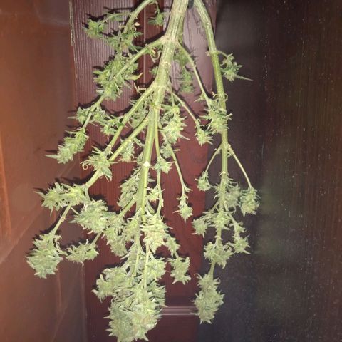 Quick One growlog timeline photo