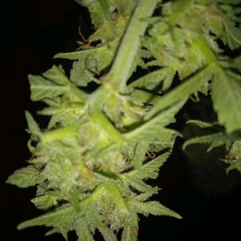 Quick One growlog timeline photo