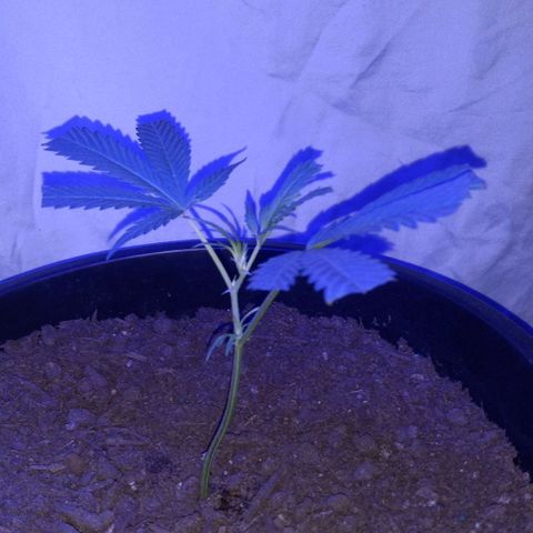 Ice Cream Cake growlog timeline photo