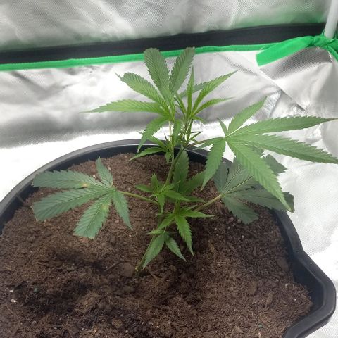 Ice Cream Cake growlog timeline photo