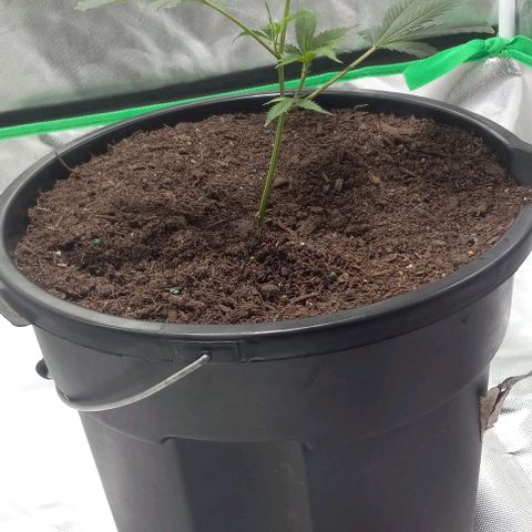 Ice Cream Cake growlog timeline photo