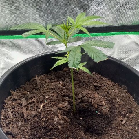 Ice Cream Cake growlog timeline photo