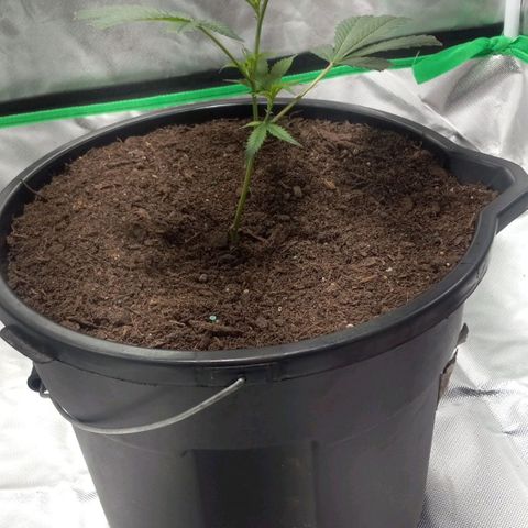 Ice Cream Cake growlog timeline photo