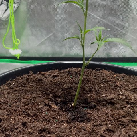 Ice Cream Cake growlog photo: First trim
