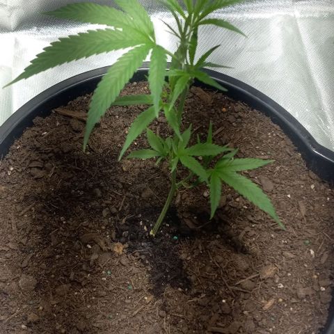 Ice Cream Cake growlog photo: First trim